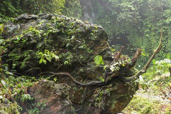 巨大的博尔德覆盖莫斯热带植物强大的根树蠕变周长岩石奇怪的是坚持空间背景瀑布密集的植被