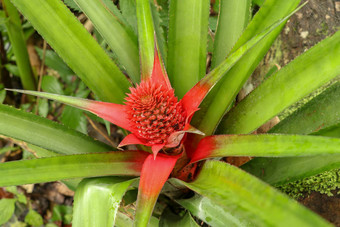 关闭红色的菠萝花日益增长的热带凤梨科植物植物红色的叶子巴厘岛印尼年轻的菠萝comosusVariegatus粉红色的矮菠萝热带水果日益增长的花园