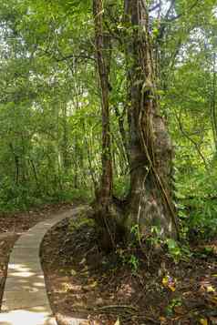 大树亚洲热带热带雨林绿色树蕨类植物热带丛林长爬行物抓住树树干藤本植物包装树绿色密集的丛林巴厘岛印尼丛林背景