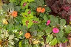 凤仙花属植物瓦勒里亚纳苏丹忙丽齐花大详细的垂直背景模式品红色的紫色的红色的粉红色的神圣的几内亚香脂苏丹娜巴尔萨米纳凤仙花科开花植物床上