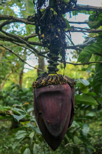 特写镜头摩西acuminata<strong>阿胶</strong>卡文迪什香蕉树香蕉卷心菜花束前前挂大装饰叶子覆盖黑暗红色的挂香蕉树