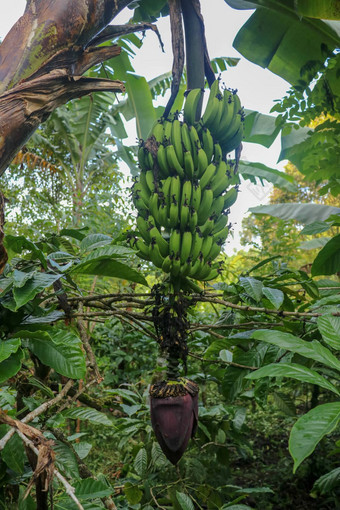 群绿色香蕉成熟棕榈树热带花园巴厘岛岛有机香蕉种植园巴厘岛棕榈树印尼香蕉挂棕榈特写镜头热带水果