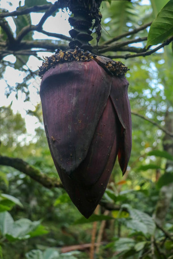 特写镜头摩西acuminata<strong>阿胶</strong>卡文迪什香蕉树香蕉卷心菜花束前前挂大装饰叶子覆盖黑暗红色的挂香蕉树