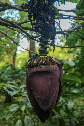 特写镜头摩西acuminata阿胶卡文迪什香蕉树香蕉卷心菜花束前前挂大装饰叶子覆盖黑暗红色的挂香蕉树