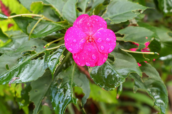 关闭凤仙花属植物巴尔萨米纳水滴花瓣表面花园香脂玫瑰香脂高傲的人花盛开的粉红色的花宏明亮的紫色的花明亮的绿色花园背景