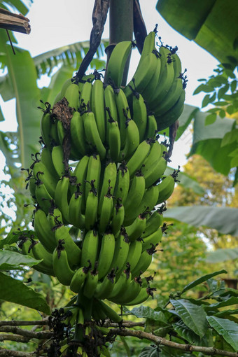 群绿色香蕉成熟棕榈树热带花园巴厘岛岛有机香蕉种植园巴厘岛棕榈树印尼香蕉挂棕榈特写镜头热带水果