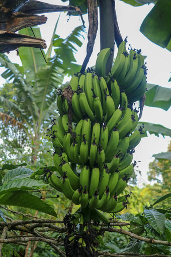 群绿色香蕉成熟棕榈树热带花园巴厘岛岛有机香蕉种植园巴厘岛棕榈树印尼香蕉挂棕榈特写镜头热带水果