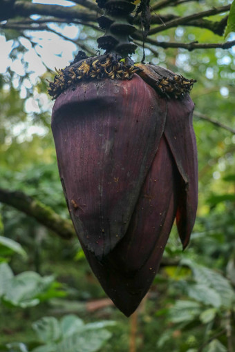 特写镜头摩西acuminata阿胶卡文迪什香蕉树香蕉卷心菜花束前前挂大装饰叶子覆盖黑暗红色的挂香蕉树