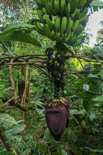 关闭摩西acuminata<strong>香蕉</strong>树花蓝色的天空背景群绿色<strong>香蕉</strong>成熟棕榈树热带花园巴厘岛岛<strong>有机香蕉</strong>种植园巴厘岛