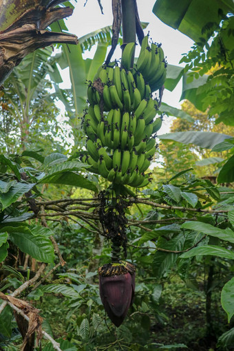 群绿色香蕉成熟棕榈树热带花园<strong>巴厘岛</strong>岛有机香蕉种植园<strong>巴厘岛</strong>棕榈树印尼香蕉挂棕榈特写镜头热带水果