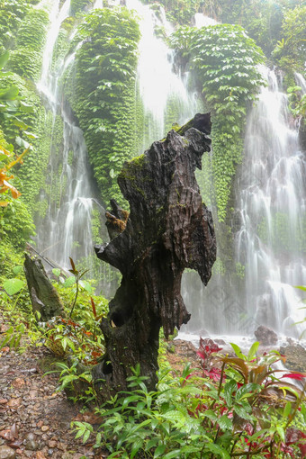 树桩amertha隐藏的喷雾瀑布水飞溅瀑布洗了个澡树树干banyumala瀑布巴厘岛莫斯生长前树桩自然背景项目