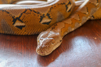 肖像白化网状的python蛇美丽的爬行动物国际蛇一天7月概念宠物爬行动物国际爬行动物一天蛇美丽的黄色的纹理
