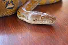 头python黄色的模式表格边缘关闭蛇皮肤纹理背景肖像白化网状的python蛇美丽的爬行动物国际蛇一天7月