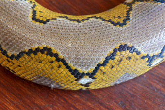 关闭蛇皮肤纹理背景网状的python有毒的蛇本地的南东南亚洲宏照片python蛇皮肤背景模式好蛇皮肤