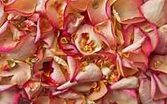 粉红色的白色玫瑰花瓣背景
