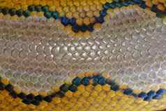 关闭蛇皮肤纹理背景网状的python有毒的蛇本地的南东南亚洲宏照片python蛇皮肤背景模式好蛇皮肤