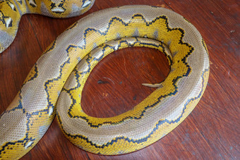 白化网状的pythonpython蛇黄色的说谎木表格关闭大python雷吉乌斯皇家python大有毒的蛇模式好蛇皮肤摘要变形