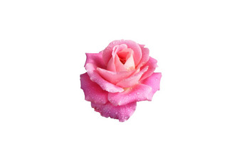 粉红色的玫瑰花露水滴孤立的粉红色的玫瑰花露水滴孤立的