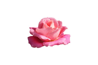 粉红色的玫瑰花露水滴孤立的