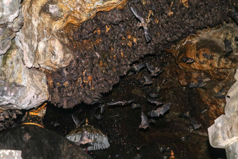 殖民地蝙蝠挂天花板果阿lawah蝙蝠洞穴寺庙睡觉巴厘岛印尼蝙蝠飞岩石过剩殖民地蝙蝠挂天花板等待黑暗