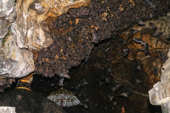 殖民地蝙蝠挂天花板果阿lawah蝙蝠洞穴寺庙睡觉巴厘岛印尼蝙蝠飞岩石过剩殖民地蝙蝠挂天花板等待黑暗