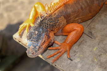 关闭红色的橙色鬣蜥爬行木树背景一边特写镜头肖像好奇的鬣蜥爬行动物色彩斑斓的异国情调的鬣蜥休息地面石头地面皮肤红色的