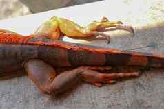 关闭后腿长锋利的爪子热带爬行动物红色的鬣蜥焦点腿有鳞的皮肤皮肤红色的橙色黄色的蓝色的音调红色的属食草蜥蜴