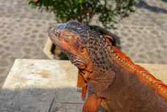 特写镜头肖像好奇的鬣蜥爬行动物iguane蜥蜴肖像宏特写镜头肖像一边视图色彩斑斓的异国情调的鬣蜥休息木皮肤红色的橙色黄色的蓝色的音调