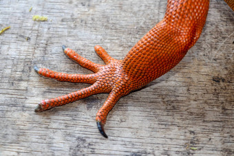 关闭前面腿锋利的爪子热带爬行动物红色的鬣蜥焦点腿有鳞的皮肤皮肤红色的橙色黄色的蓝色的音调红色的属食草蜥蜴自然背景