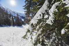 全景视图雪覆盖滑雪坡针叶树树