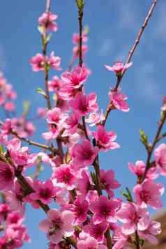 开花樱桃蓝色的天空樱桃花朵春天巴克