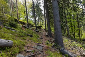 森林桌子山国家公园100000000波兰