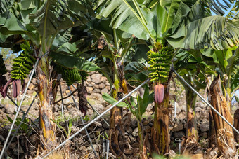 <strong>香蕉种植</strong>园场棕榈金丝雀岛西班牙