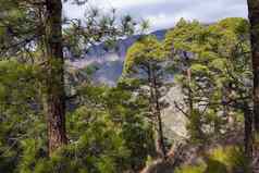 松森林火山口taburiente国家公园的观点
