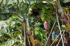 香蕉种植园场棕榈金丝雀岛西班牙