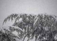强大的降雪松树