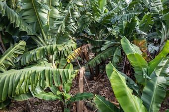 <strong>香蕉种植</strong>园场棕榈金丝雀岛西班牙