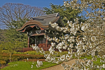 春天樱桃开花日本花园
