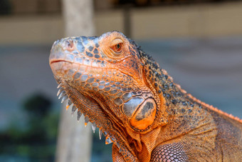 特写镜头肖像好奇的鬣蜥爬行动物iguane蜥蜴肖像宏特写镜头肖像前面视图色彩斑斓的异国情调的鬣蜥休息木皮肤红色的橙色黄色的蓝色的音调