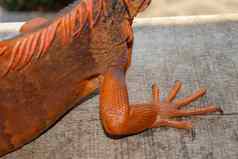 关闭前面腿锋利的爪子热带爬行动物红色的鬣蜥焦点腿有鳞的皮肤皮肤红色的橙色黄色的蓝色的音调红色的属食草蜥蜴自然背景
