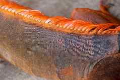 关闭有鳞的皮肤热带爬行动物红色的鬣蜥令人惊异的背景项目宏照片皮肤色彩斑斓的异国情调的鬣蜥皮肤红色的橙色黄色的蓝色的音调