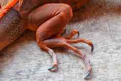 关闭后腿长锋利的爪子热带爬行动物红色的鬣蜥焦点腿有鳞的皮肤皮肤红色的橙色黄色的蓝色的音调红色的属食草蜥蜴