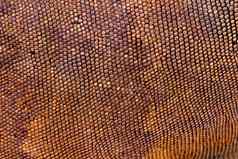 关闭有鳞的皮肤热带爬行动物红色的鬣蜥令人惊异的背景项目宏照片皮肤色彩斑斓的异国情调的鬣蜥皮肤红色的橙色黄色的蓝色的音调