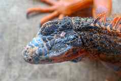 肖像前视图红色的鬣蜥焦点头特写镜头肖像好奇的鬣蜥爬行动物色彩斑斓的异国情调的鬣蜥休息地面石头地面皮肤红色的橙色黄色的蓝色的音调