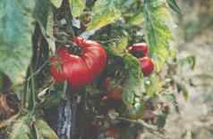 国产红色的新鲜的番茄花园红色的有机番茄植物