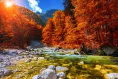 美丽的色彩斑斓的秋天景观流森林