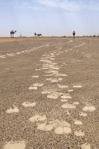 骆驼足迹沙漠红色的沙子