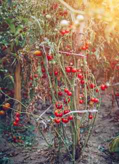 红色的绿色西红柿成长树枝夏天成熟的自然番茄