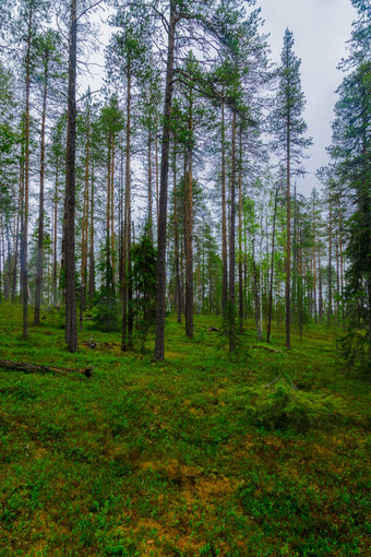 oulanka国家公园芬兰
