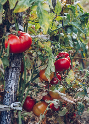 有机<strong>西红柿</strong>温室花园新鲜的红色的成熟的<strong>西红柿</strong>